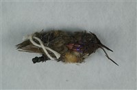 藏品(棕煌蜂鳥)的圖片